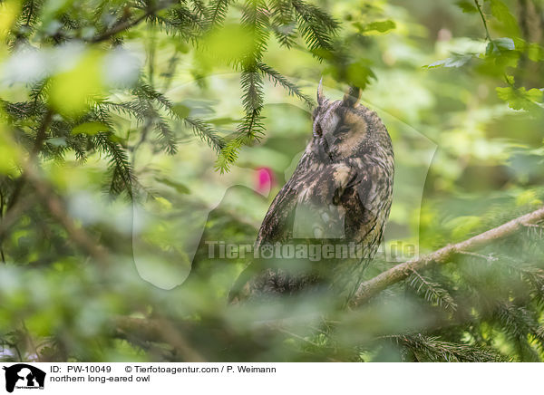 northern long-eared owl / PW-10049
