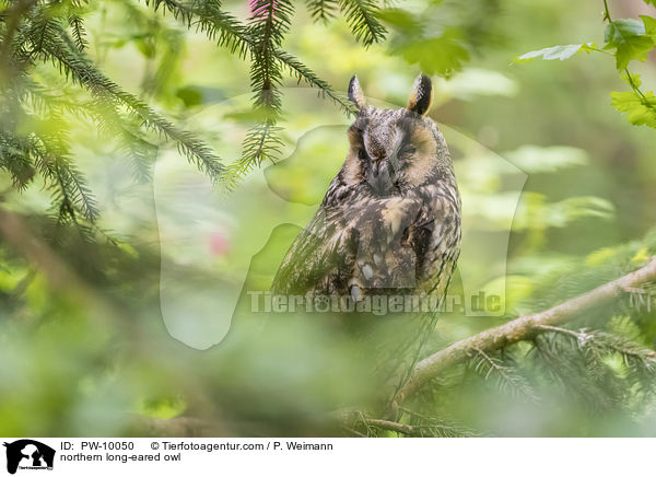 northern long-eared owl / PW-10050
