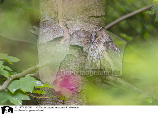 northern long-eared owl / PW-10051
