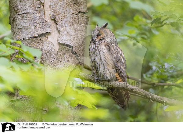 northern long-eared owl / PW-10052