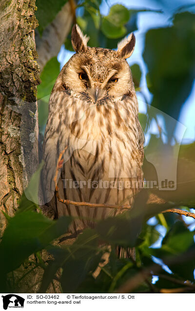 northern long-eared owl / SO-03462