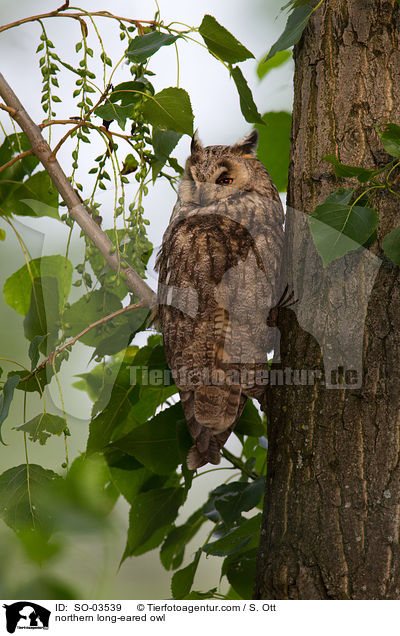 northern long-eared owl / SO-03539