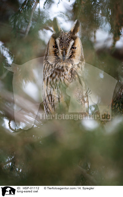 long-eared owl / HSP-01112