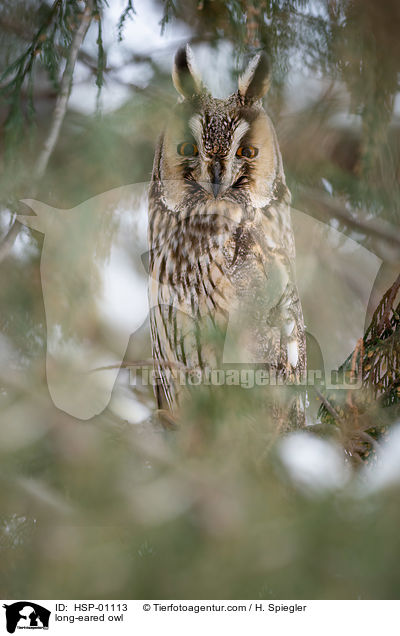 long-eared owl / HSP-01113