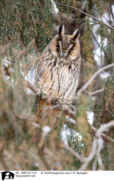 long-eared owl / HSP-01114