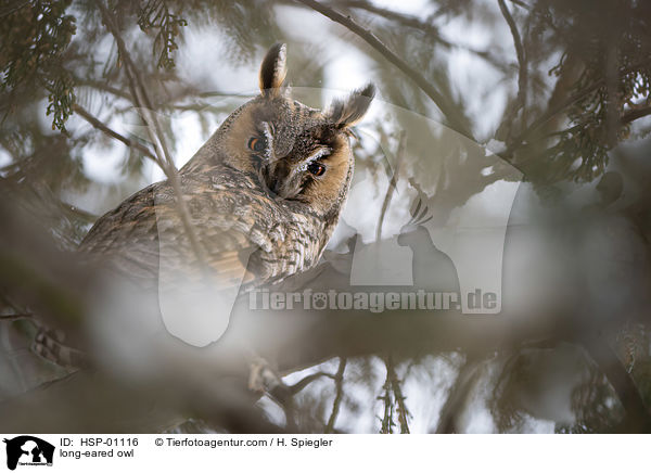 long-eared owl / HSP-01116