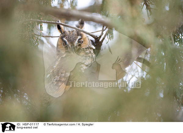 long-eared owl / HSP-01117