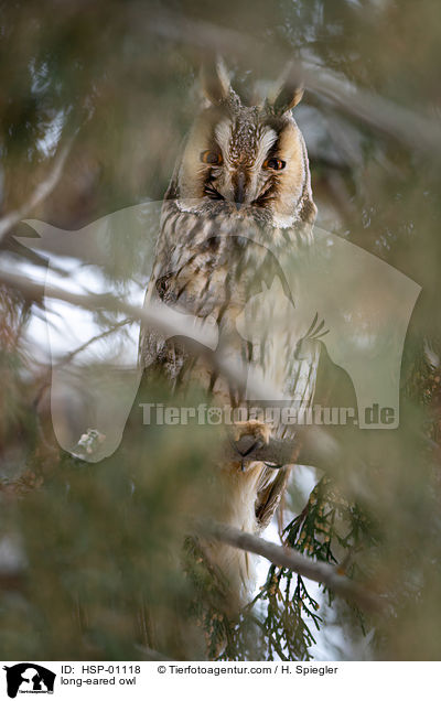 long-eared owl / HSP-01118