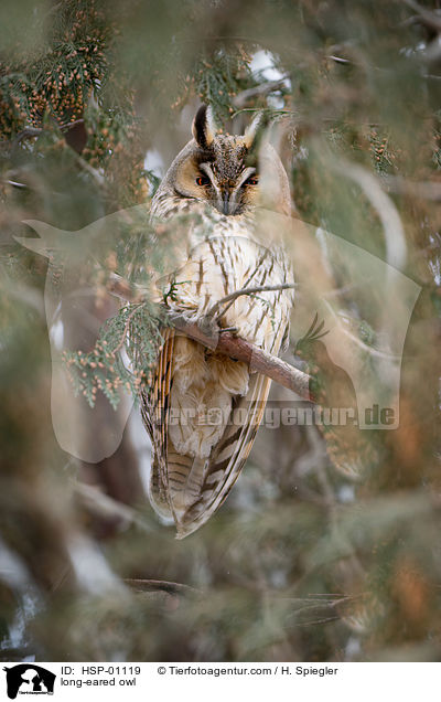 long-eared owl / HSP-01119