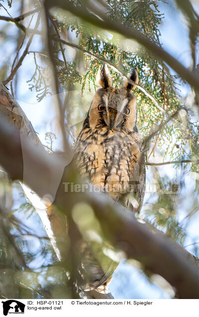long-eared owl / HSP-01121