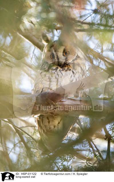 long-eared owl / HSP-01122