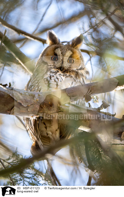 long-eared owl / HSP-01123
