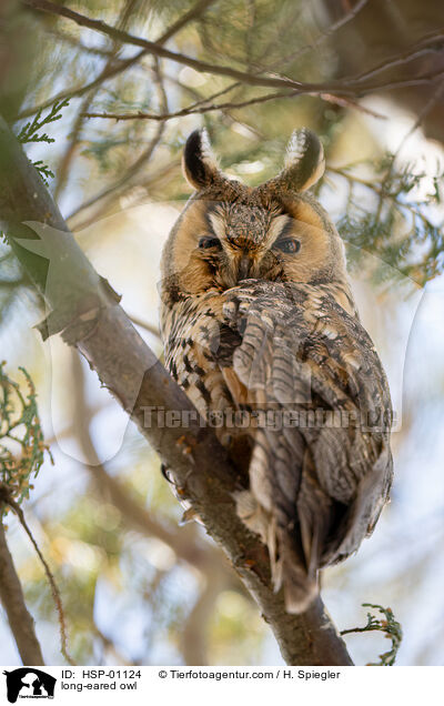 long-eared owl / HSP-01124