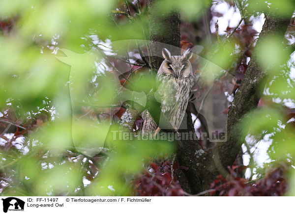 Long-eared Owl / FF-11497