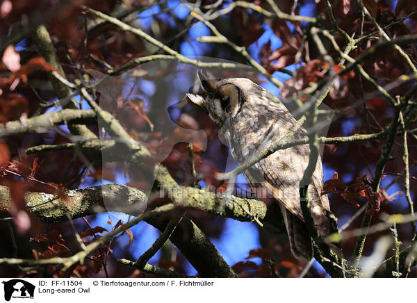Long-eared Owl / FF-11504