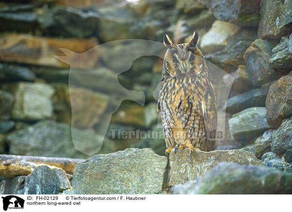 northern long-eared owl / FH-02129