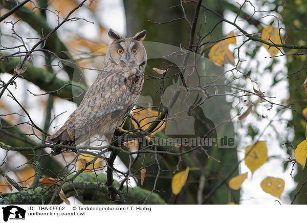northern long-eared owl / THA-09962