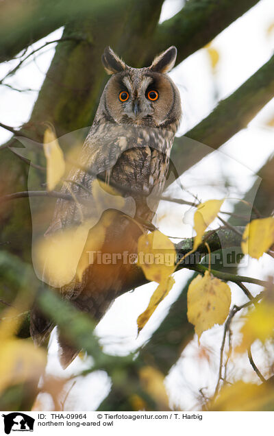 northern long-eared owl / THA-09964
