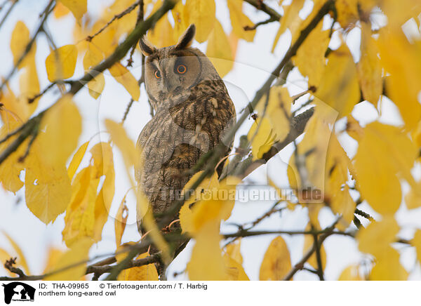 northern long-eared owl / THA-09965