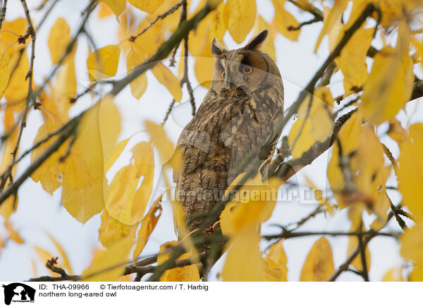 northern long-eared owl / THA-09966
