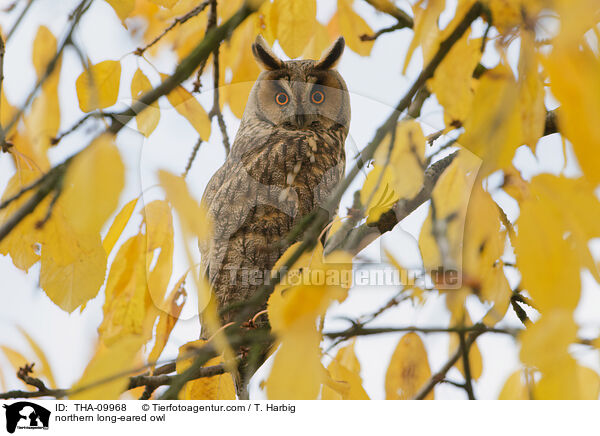 northern long-eared owl / THA-09968