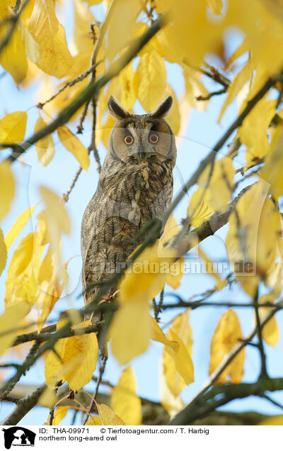 northern long-eared owl / THA-09971