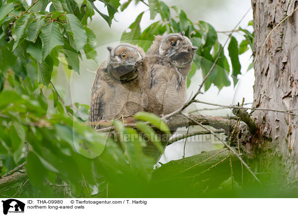 northern long-eared owls / THA-09980