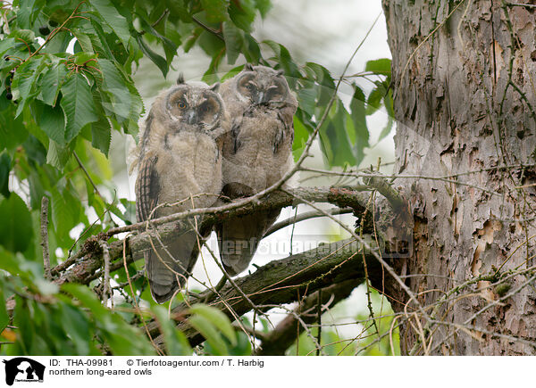 northern long-eared owls / THA-09981