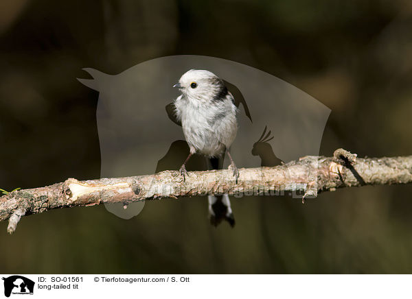 long-tailed tit / SO-01561