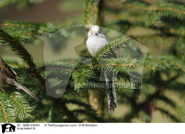 long-tailed tit / DMS-04924
