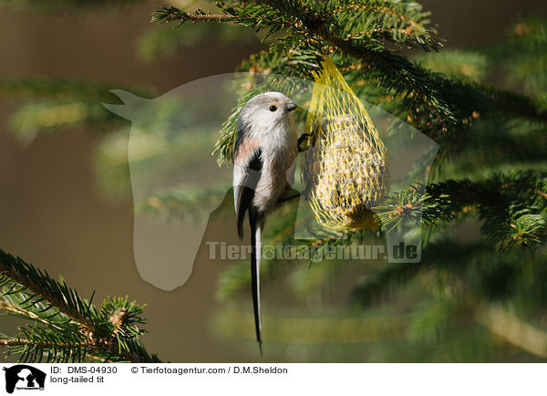 long-tailed tit / DMS-04930