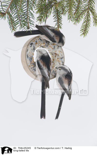 long-tailed tits / THA-05245