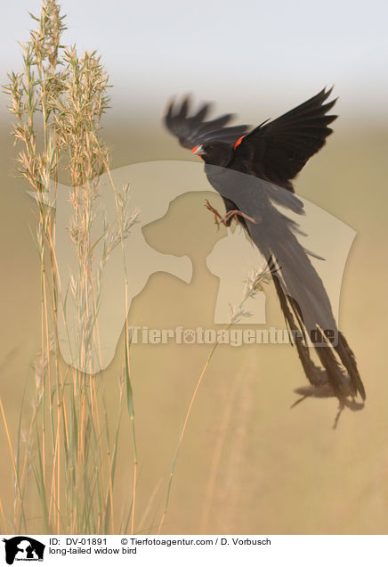 Hahnenschweifwida / long-tailed widow bird / DV-01891