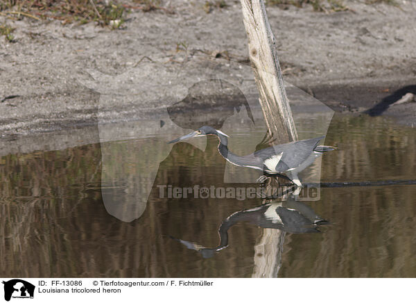 Louisiana tricolored heron / FF-13086