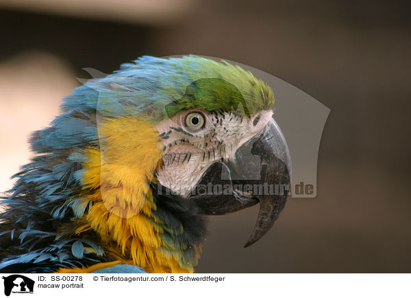 Ara Portrait / macaw portrait / SS-00278