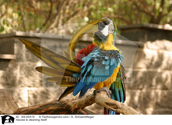 macaw is cleaning itself / SS-00415