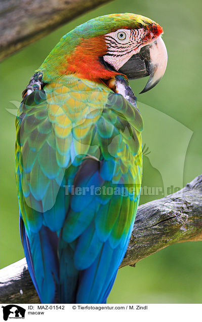 Ara / macaw / MAZ-01542