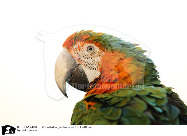 hybrid macaw / JH-17488