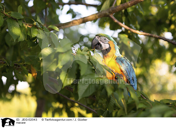 Ara / macaw / JEG-02043