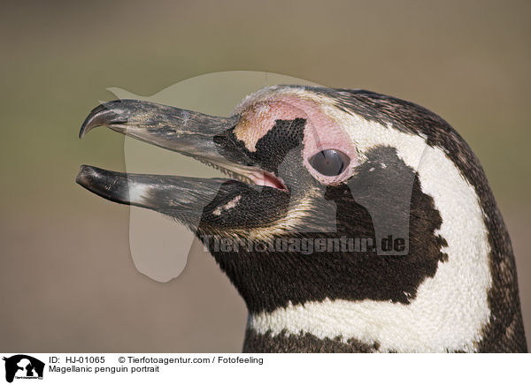 Magellanic penguin portrait / HJ-01065