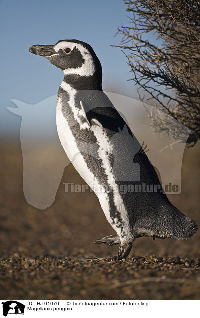 Magellanic penguin / HJ-01070