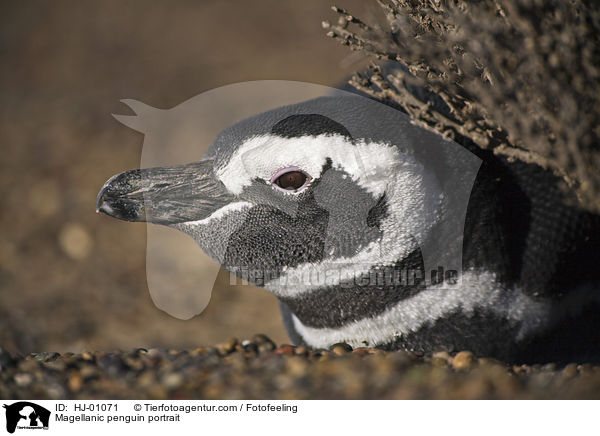 Magellanic penguin portrait / HJ-01071