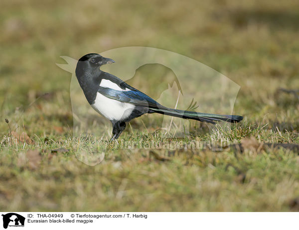 Eurasian black-billed magpie / THA-04949
