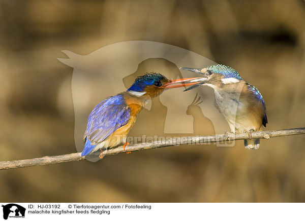 malachite kingfisher feeds fledgling / HJ-03192