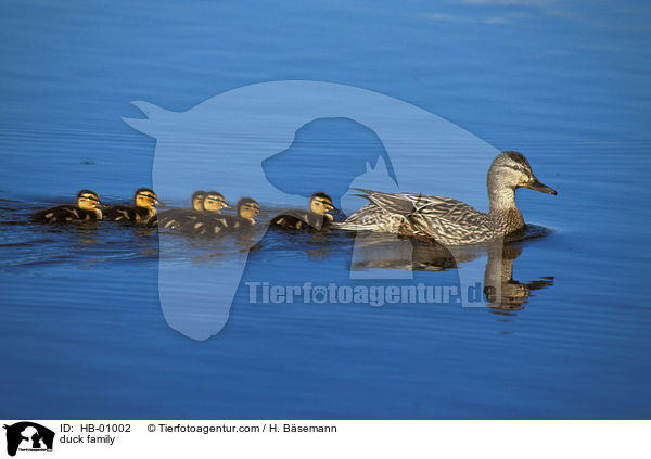 duck family / HB-01002