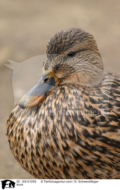 duck / SS-01059