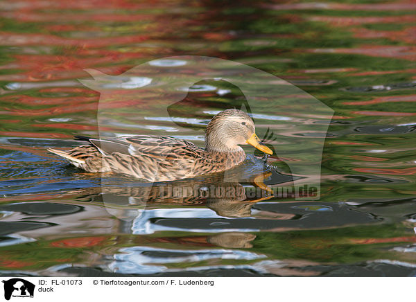 duck / FL-01073