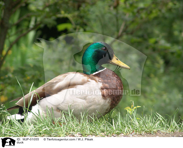 Stockente / duck / WJP-01055