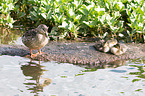 young mallards