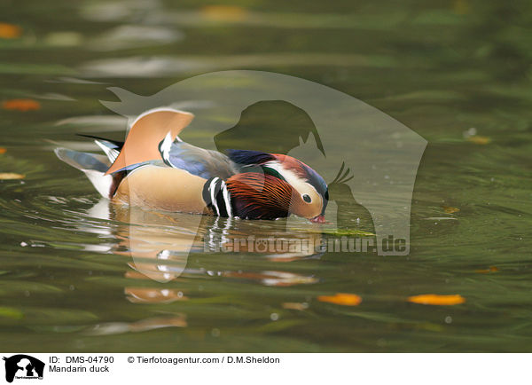 Mandarin duck / DMS-04790